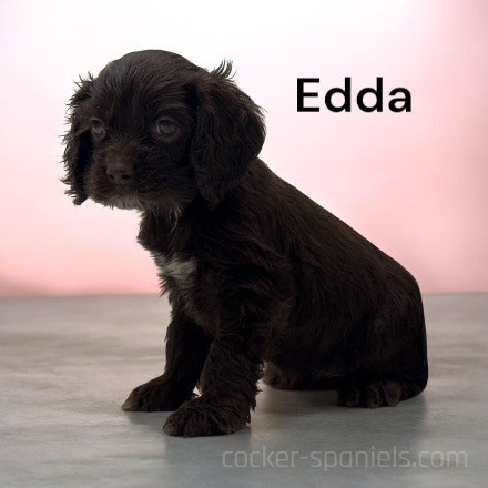 puppy, for, sale, Cocker Spaniel, Joe & Cherri  Overlease, dog, breeder, Miller, MO, dog-breeder, puppy-for-sale, forsale, nearby, find, puppyfind, locator, puppylocator, aca